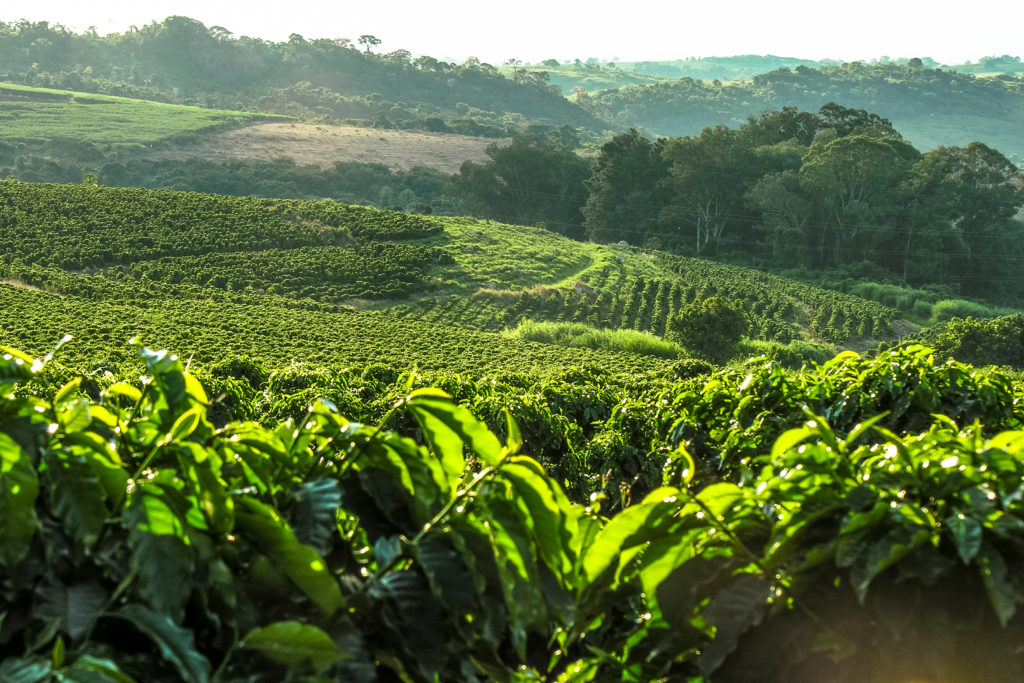 Colombian Coffee blog