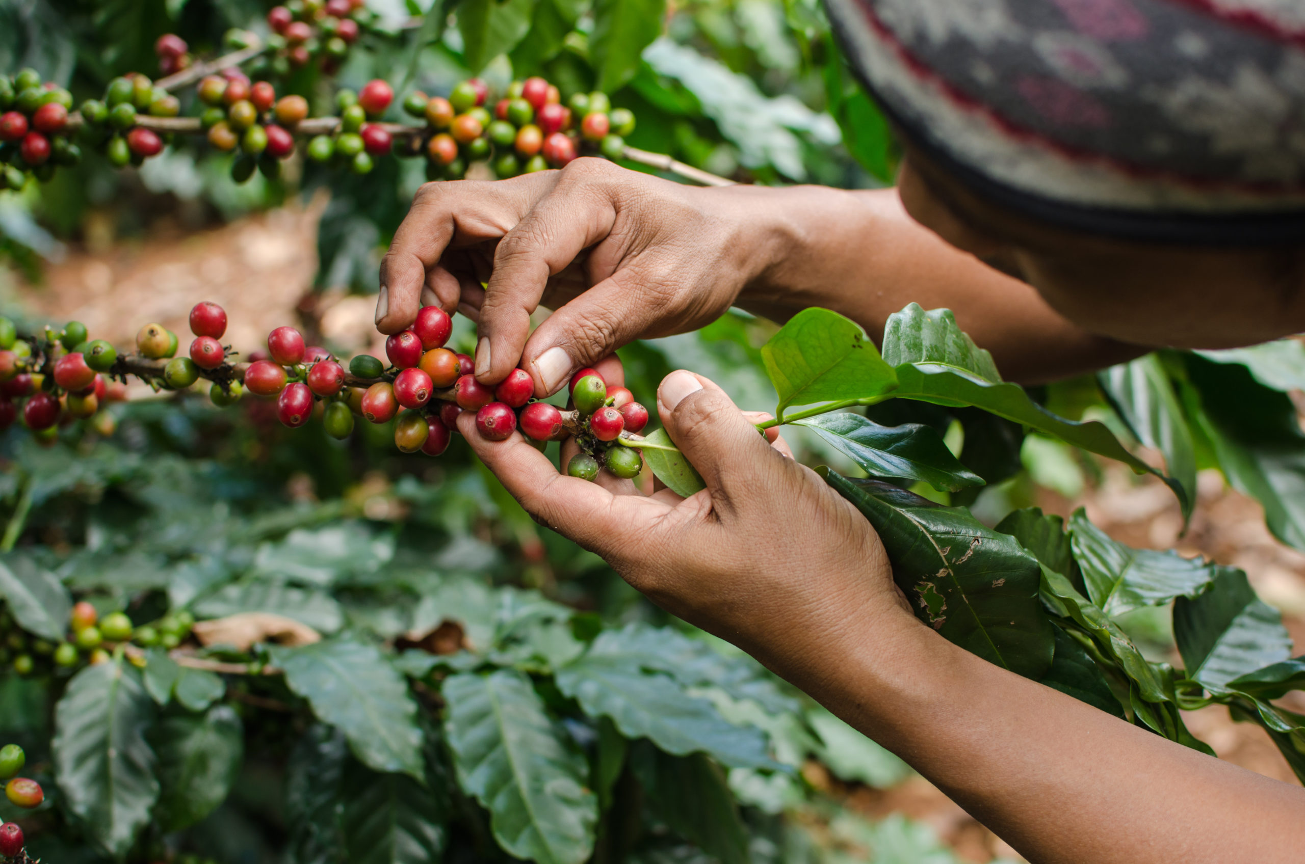 coffee health